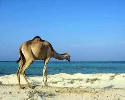 Immagine - Marsa Alam: Mar Rosso, relax e meraviglie dell’antico Egitto