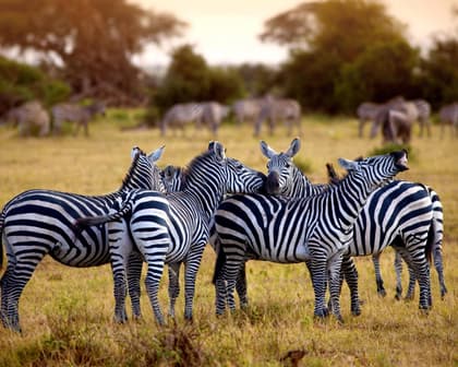 Imatge - FLAVORS, KNOWLEDGE AND SAVANNAH: TRANSFORMATIVE ENCOUNTER