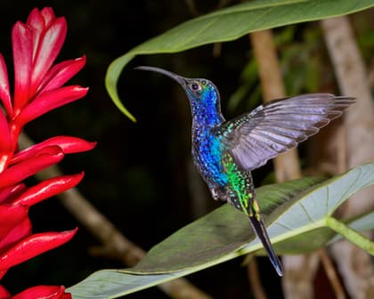 Imagine - Easter 2027 - Family Trails : Discover Costa Rica