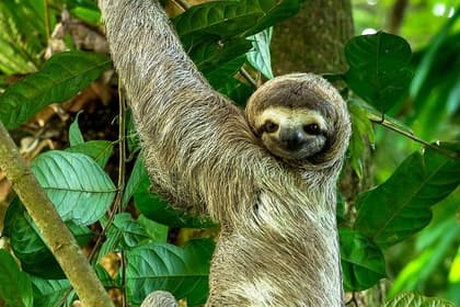 Imagine - Self-drive tour: Nature & Wildlife Costa Rica