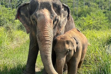 Elephant Sanctuary and Museum Tour in Koh Samui with Small Group and Hotel Pickup