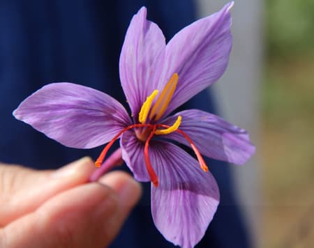 L’ “oro rosso” d’Abruzzo: lo zafferano di Navelli 