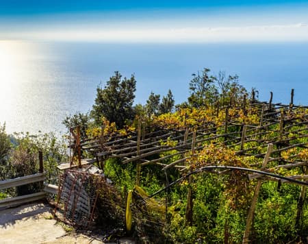 Weintour an der Amalfiküste zwischen Wissen und Geschmack