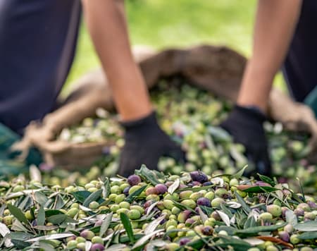 In the heart of the Umbrian “green gold” tradition 