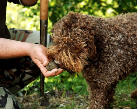 Expérience Tartufo entre nature et goût