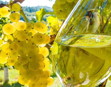 L'Emilia in un calice: wine experience 