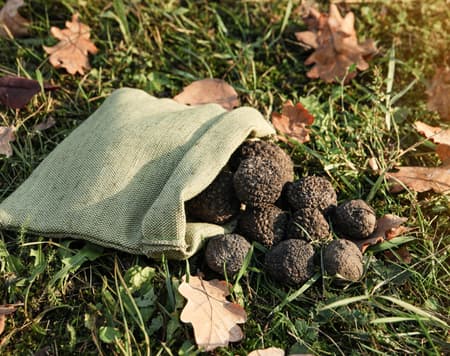 Parma Tartufo Expérience entre nature et goût