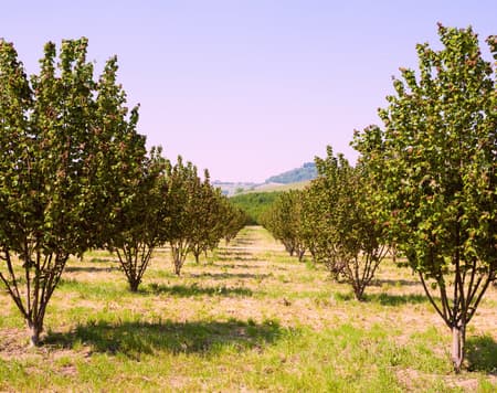 Le nocciole delle Langhe tra natura e gusto