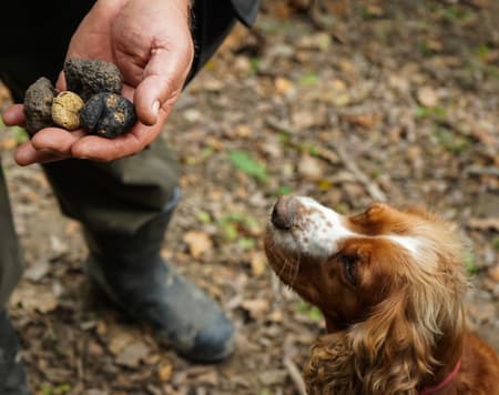 Molise-Trüffel zwischen Natur und Geschmack