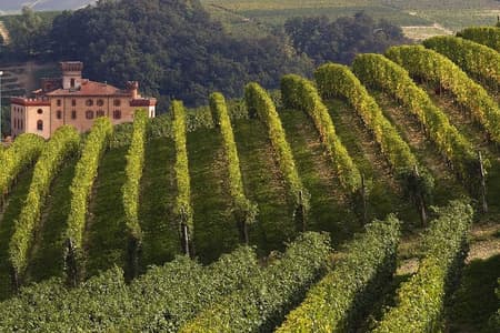 Tour privato : degustazione di Barolo nelle Langhe da Torino