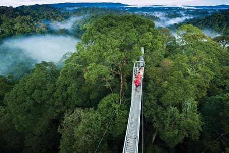 Excursion d'une journée complète au parc national de Brunei Ulu Temburong, avec balade dans la canopée