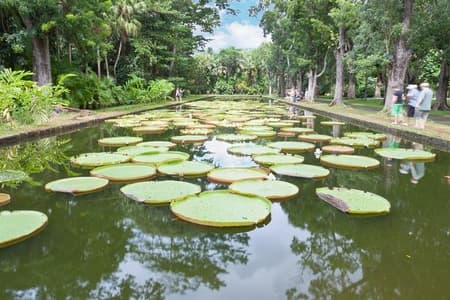 Excursion privée d'une journée dans le nord : jardin botanique, musée du sucre, dégustation de rhum, Port Louis