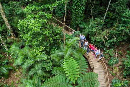 Daintree Rainforest and Cape Tribulation Full Day Tour