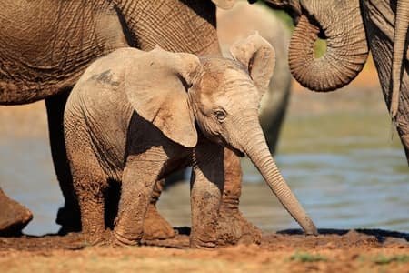 Addo Elephant Park all-inclusive dagsafari vanuit Port Elizabeth