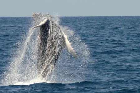 San Diego Whale Watching Cruise