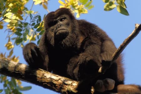 Gatun Lake: Monkeys & Exotic Wildlife by the Canal