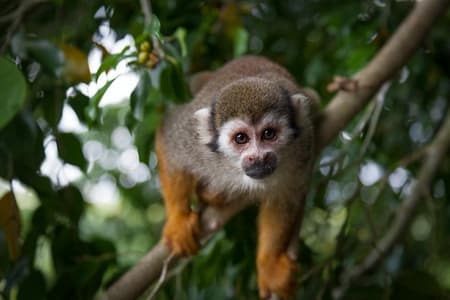 Monkeyland and Plantation Safari Tour from Punta Cana