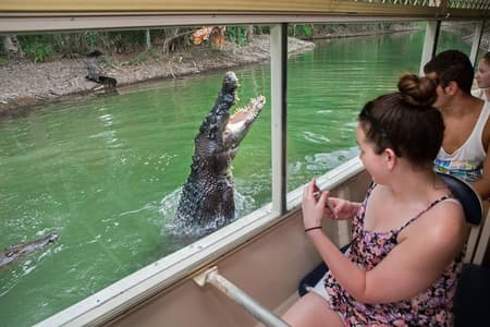 Frühstück mit den Koalas im Hartley's Crocodile Park ab Cairns oder Palm Cove
