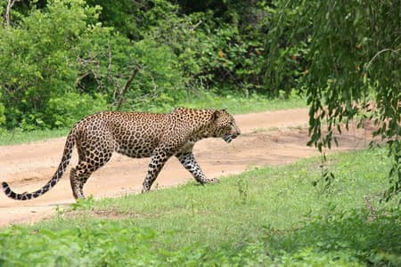 Volle dag Safari - Yala National Park - 04.30 uur tot 18.00 uur met - Janaka-safari