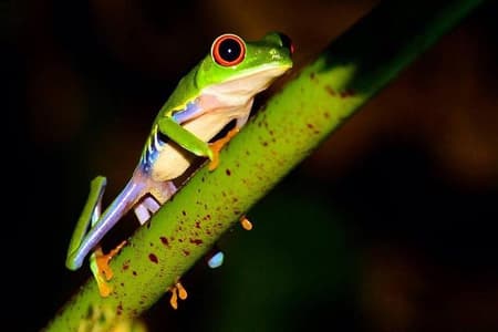 Observación nocturna de vida silvestre y caminata por la jungla
