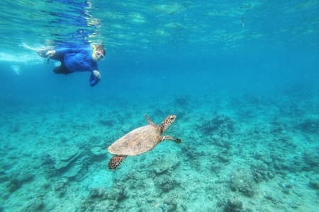 3 点浮潜野生动物园