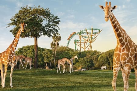 Busch Gardens Tampa Bay Admission Ticket