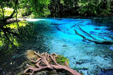 Half Day Jungle Tour to Emerald pool and Krabi Hot Spring