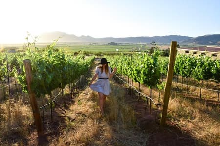 Ruta del vino valle de guadalupe