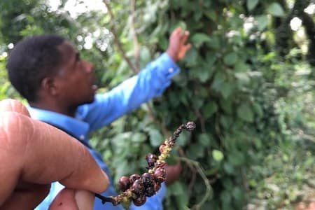 Zanzibar Must-see bezienswaardigheden met lunch en transfers