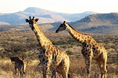 Actividad de conducción de juegos panorámicos