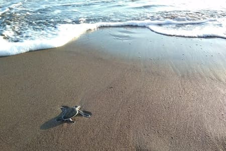 Tour van 3 dagen / 2 nachten in Tortuguero