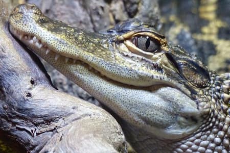 Vedi tutto - Safari Tour