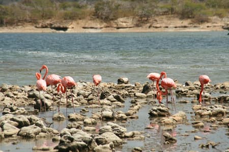 Flamingo- en mangrovereis met lokale gids