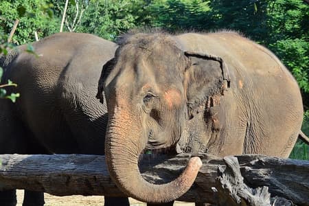 Erleben Sie Elephant Sanctuary + Sticky Waterfall