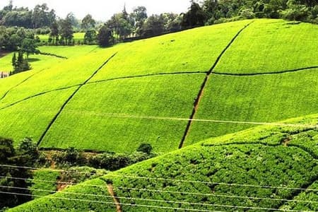 Nairobi to Kiambethu Tea Farm Tour