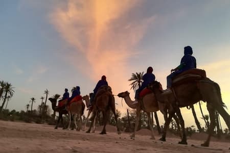 Sunset Camel Ride in the Palm Grove Of Marrakech