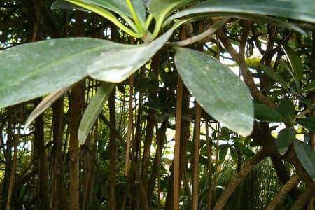 MAKASUTU - cultural forrest, Brikama