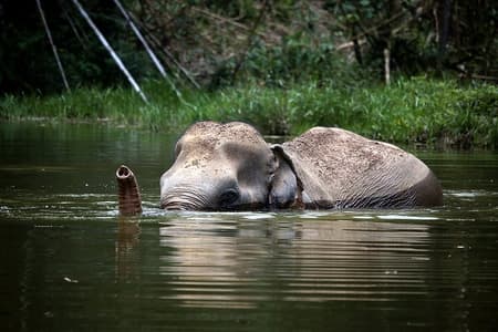 A Morning with the Elephants at Phuket Elephant Sanctuary