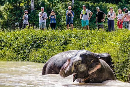 A Morning with the Elephants at Phuket Elephant Sanctuary
