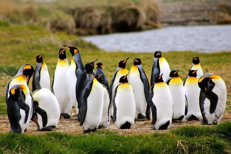 King Penguin Nature Reserve - Tierra del Fuego Island