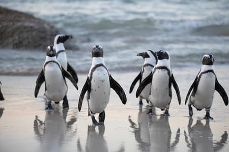 Half Day Boulders Penguins and Cape Point Small Group Tour