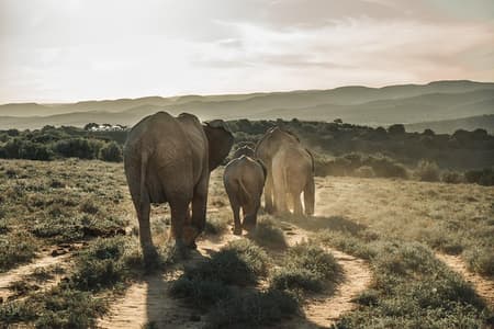 Addo Elephant National Park All-inclusive dagsafari