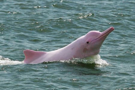 Pink Dolphin & Pig Island with Snorkeling Full Day Experience