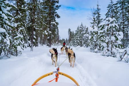 Husky Mushing-ervaring met kleine groepen in Rovaniemi