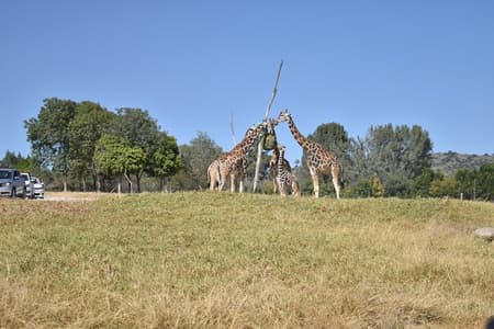 Africam safari (private tour)