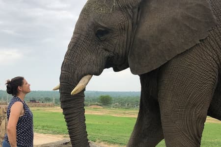 90-minute Elephant Watching Experience in Hoedspruit 