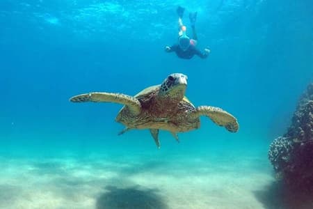 Oahu 5-in-1 Deluxe Cruise: Turtle Snorkeling & Ocean Activities