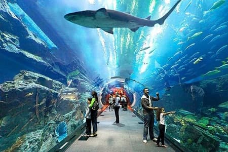 Acquario di Dubai e zoo sottomarino con biglietti per Penguin Cove.
