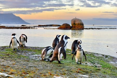 Half Day Boulders Penguins and Cape Point Small Group Tour