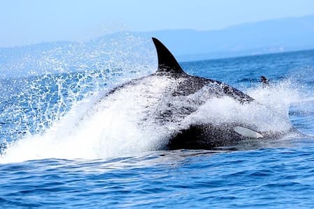 Whale Watching Cruise with Expert Naturalists